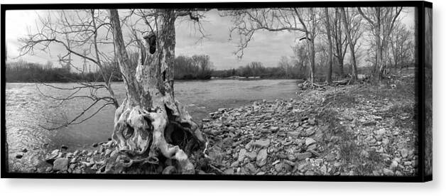 Tree Canvas Print featuring the photograph Old tree by Jason Wolters
