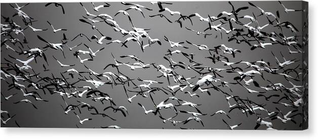  Canvas Print featuring the photograph Take Wing 2 by Darcy Dietrich
