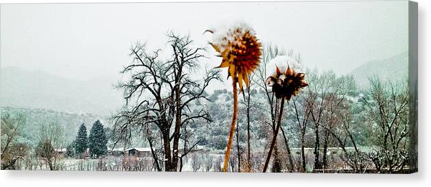 Winter Canvas Print featuring the photograph Winters Field by Atom Crawford