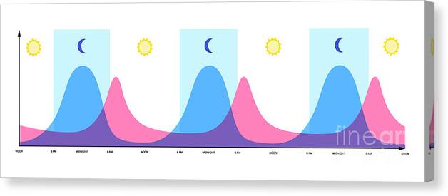 Circadian Canvas Print featuring the photograph Sleep Wake Cycle #24 by Pikovit / Science Photo Library