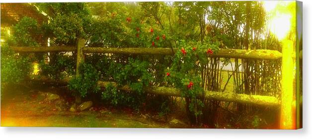 Photo Stream Canvas Print featuring the photograph Rose Hips by Debra Grace Addison