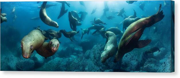 Sealion Canvas Print featuring the photograph Surrounded By Lions by Andrey Narchuk