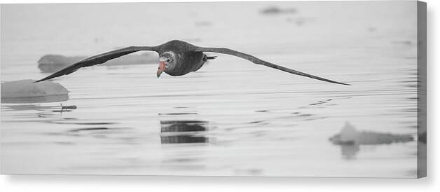 05feb20 Canvas Print featuring the photograph Antarctic Giant Petrel Low Level Over Fournier Bay-BW-SC by Jeff at JSJ Photography