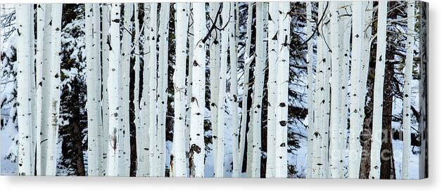 Aspen Trees North Rim Grand Canyon Canvas Print featuring the photograph Aspen Trees North Rim Grand Canyon by Dustin K Ryan