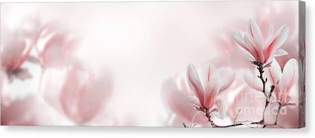 Magnolia Canvas Print featuring the photograph Blooming pink magnolia tree by Jelena Jovanovic