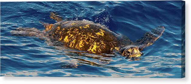 Kauai Canvas Print featuring the photograph Giant Green Turtle. by Doug Davidson