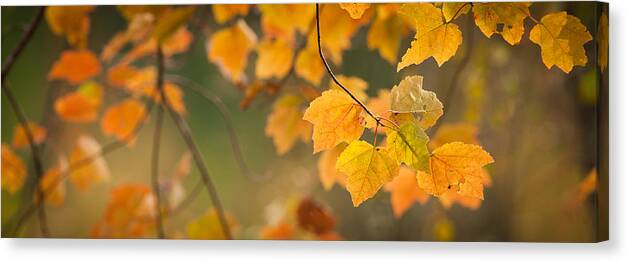 Autumn Canvas Print featuring the photograph Golden Fall Leaves by Joye Ardyn Durham