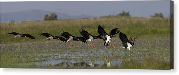 Nature Canvas Print featuring the photograph Black Stork, Ciconia nigra, landing, photomontage. by Tony Mills