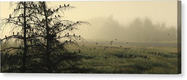 Blackbirds Canvas Print featuring the photograph Blackbirds singing in the morning fog by Ellery Russell