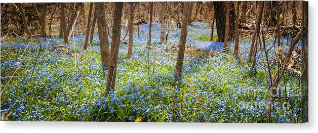 Flowers Canvas Print featuring the photograph Carpet of blue flowers in spring forest 3 by Elena Elisseeva