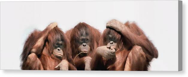 Photography Canvas Print featuring the photograph Close-up Of Three Orangutans by Panoramic Images
