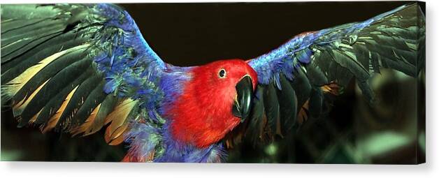 Eclectus Canvas Print featuring the photograph Electric Eclectus by Andrea Lazar