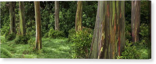 Eucalyptus Tree Canvas Print featuring the photograph Eucalyptus Dream by Brad Scott