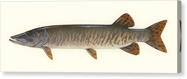Fish Canvas Print featuring the drawing Muskellunge by Mountain Dreams