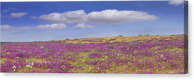 Feb0514 Canvas Print featuring the photograph Sand Verbena On The Imperial Sand Dunes by Tim Fitzharris