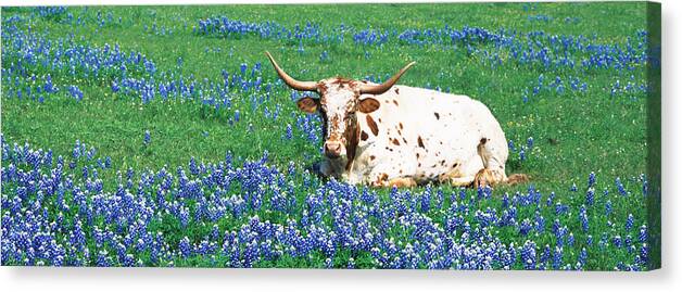 Photography Canvas Print featuring the photograph Texas Longhorn Cow Sitting On A Field by Panoramic Images