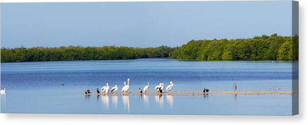 Photography Canvas Print featuring the photograph White Pelicans On Sanibel Island by Panoramic Images