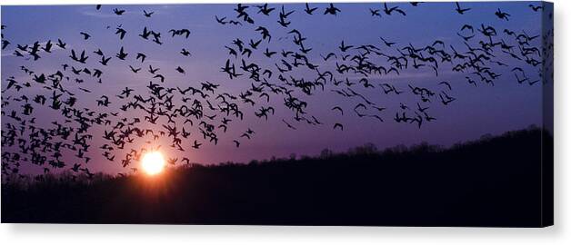Snow Geese Canvas Print featuring the photograph Snow Geese Migrating by Crystal Wightman