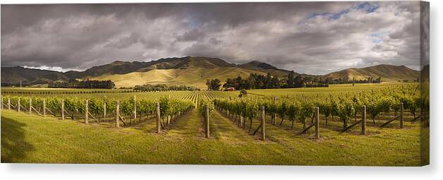 00479623 Canvas Print featuring the photograph Vineyard Awatere Valley In Marlborough by Colin Monteath