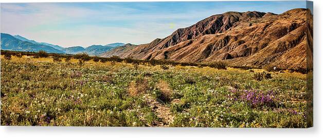 Coyote Canyon Meadow View Canvas Print featuring the photograph Coyote Canyon Meadow View by Daniel Hebard