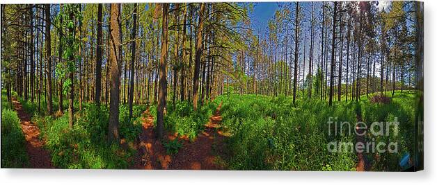Local Canvas Print featuring the photograph Paths, Pines 360 by Tom Jelen