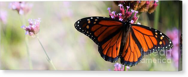 Nature Canvas Print featuring the photograph Regal Monarch by Elaine Manley