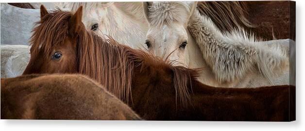Horse Canvas Print featuring the photograph Horses #3 by Chuanxu Ren