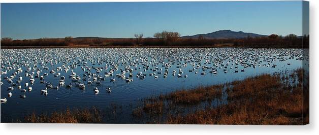 Grass Canvas Print featuring the photograph Snow Geese At Bosque Del Apache by Deanna L Nichols