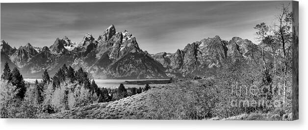 Grand Teton Canvas Print featuring the photograph Teton Aspen Gold Panorama Black And White by Adam Jewell