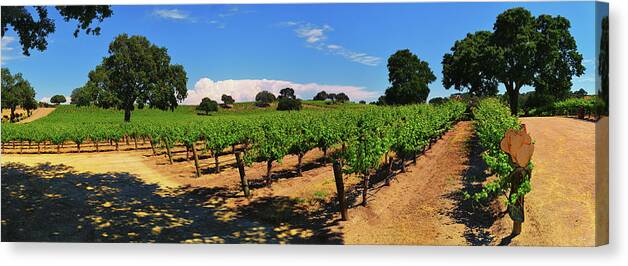 Wine Country Canvas Print featuring the photograph Wine Country Panorama by Greg Norrell