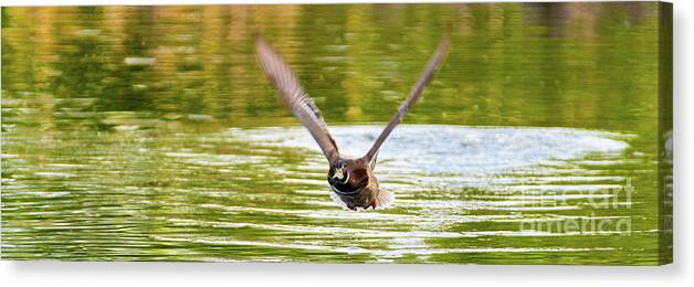 Mallard Canvas Print featuring the photograph Coming At Me by Nick Boren