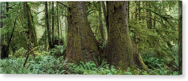 Autumn Canvas Print featuring the photograph Forest Panorama by Robert Potts