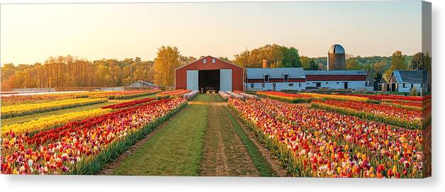 Tulip Canvas Print featuring the photograph Tulip in farm by Songquan Deng