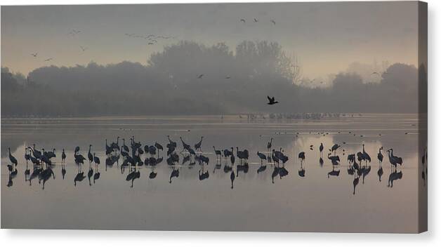 Cranes Canvas Print featuring the photograph Break of a New Day by Uri Baruch