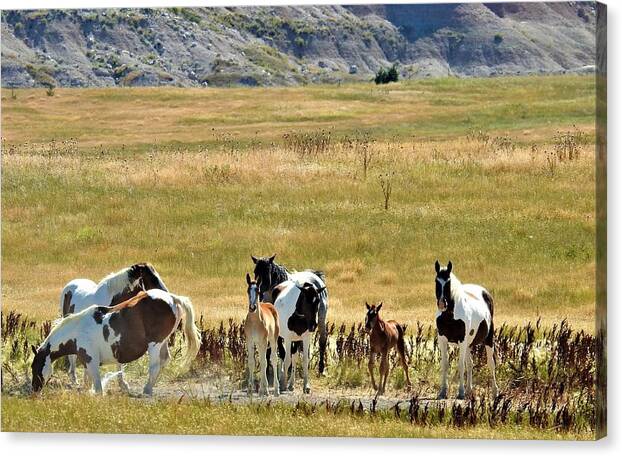  Canvas Print featuring the photograph Mustangs #2 by Cindy Fleener