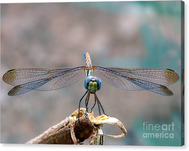 Macro Of Dragonfly Canvas Print featuring the photograph Dragonfly Headshot by Graham Taylor