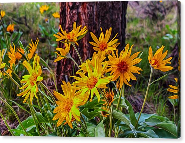 Alpine Canvas Print featuring the painting Arrowleaf Balsamroot by Omaste Witkowski