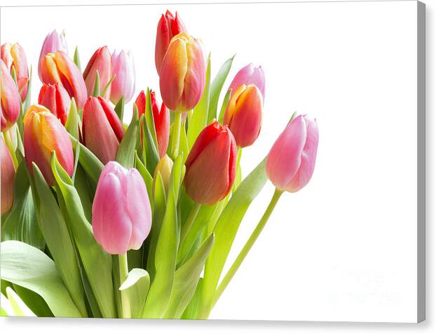 Arrangement Canvas Print featuring the photograph Spring tulips by Ingela Christina Rahm