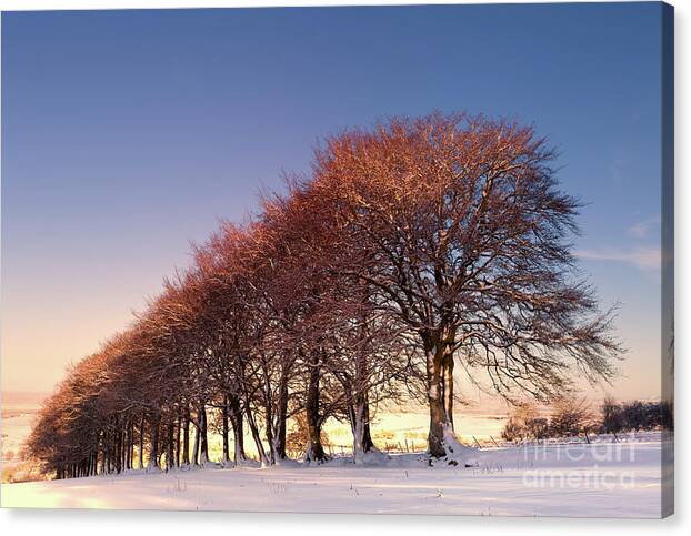 Sunset Canvas Print featuring the photograph Beeches at Sunset by Kype Hills