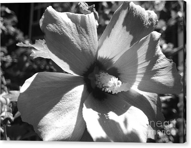 Flower Canvas Print featuring the photograph Hibiscus in Bloom by Christopher Lotito