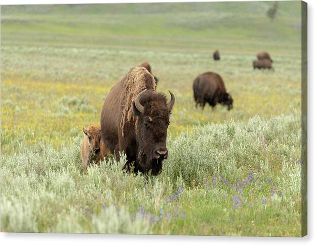 Buffalo Canvas Print featuring the photograph 2018 Buffalo- 3 by Tara Krauss