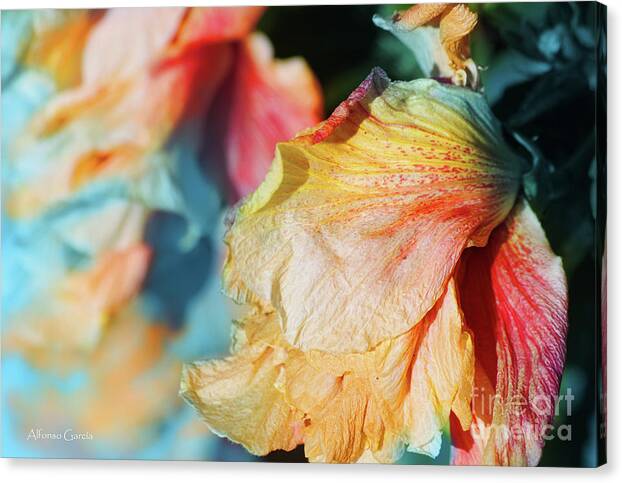 Interiors Canvas Print featuring the photograph Flores y Azules by Alfonso Garcia