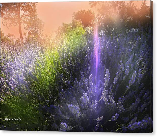 Flowers Canvas Print featuring the photograph Rayo de Luz by Alfonso Garcia