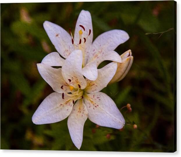 Mean Canvas Print featuring the painting White Lily Starburst by Omaste Witkowski
