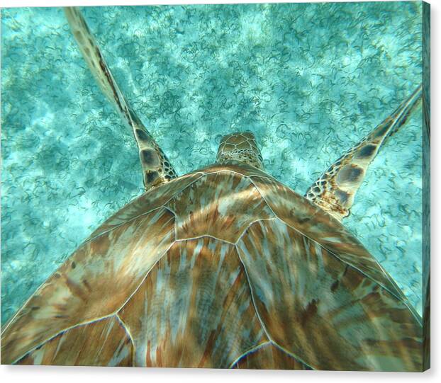 Sea Turtle Canvas Print featuring the photograph Descent of the Belize Turtle by Dan Podsobinski