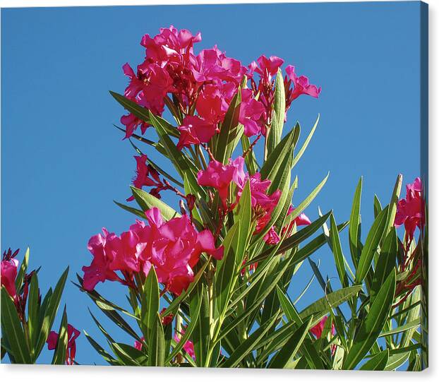 Pink Oleander Canvas Print featuring the photograph Pink Oleander with Blue Skies by Dan Podsobinski