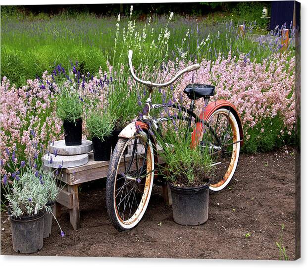 Washington Canvas Print featuring the photograph Bike in Lavender by Tara Krauss