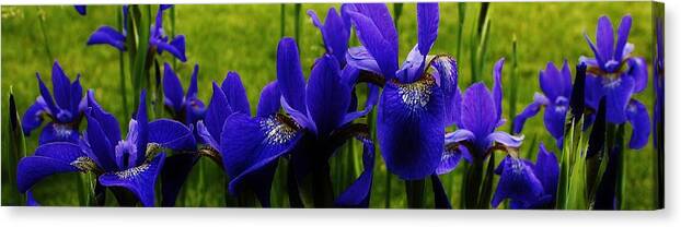 Flora Canvas Print featuring the photograph Dancing in the Breeze by Bruce Bley