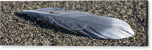 Feather Canvas Print featuring the photograph Feather and Sand by Josh Bryant