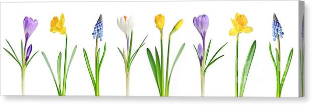 Flowers Canvas Print featuring the photograph Spring flowers 1 by Elena Elisseeva